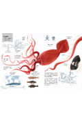 世界上最大的動物〔動物繪本 圖鑑1〕