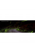 水中的光亮：螢火蟲生態繪本